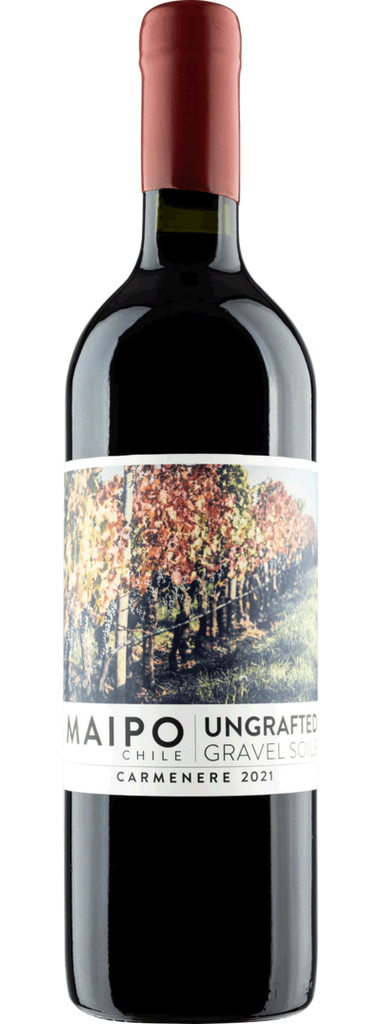 2021 Ungrafted Carmenere Maipo Valley